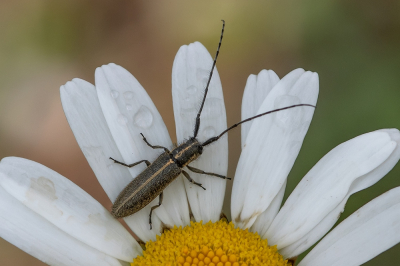 <i class='fa fa-user'></i>&nbsp;Johan van Gurp&nbsp;|  Gestreepte distelboktor&nbsp; <i class='fa fa-eye'>&nbsp;55</i> &nbsp; <i class='fa fa-comment-o'>&nbsp;1</i>