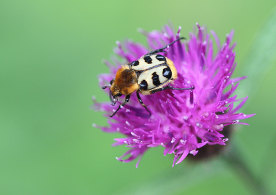 <i class='fa fa-user'></i>&nbsp;Paul Vandebroek&nbsp;|  Penseelkever&nbsp; <i class='fa fa-eye'>&nbsp;72</i> &nbsp;<i class='fa fa-thumbs-up'>&nbsp;3</i> &nbsp; <i class='fa fa-comment-o'>&nbsp;3</i>