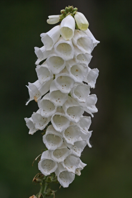 <i class='fa fa-user'></i>&nbsp;Cor&nbsp;|  Vingerhoedskruid&nbsp; <i class='fa fa-eye'>&nbsp;67</i> &nbsp;<i class='fa fa-thumbs-up'>&nbsp;1</i> &nbsp; <i class='fa fa-comment-o'>&nbsp;5</i>