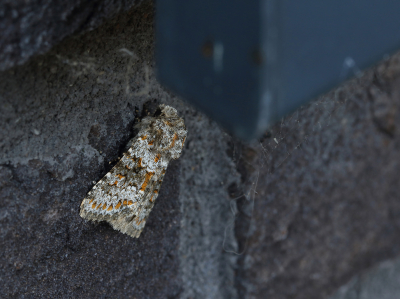 <i class='fa fa-user'></i>&nbsp;Ad Sprang&nbsp;|  Kompassla-uil&nbsp; <i class='fa fa-eye'>&nbsp;64</i> &nbsp;<i class='fa fa-thumbs-up'>&nbsp;1</i> &nbsp; <i class='fa fa-comment-o'>&nbsp;3</i>