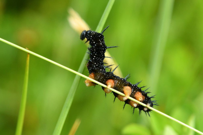 <i class='fa fa-user'></i>&nbsp;mauritskoenen48&nbsp;|  Dagpauwoog&nbsp; <i class='fa fa-eye'>&nbsp;38</i> &nbsp; <i class='fa fa-comment-o'>&nbsp;3</i>