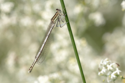 <i class='fa fa-user'></i>&nbsp;Johan van Gurp&nbsp;|  Blauwe Breedscheenjuffer&nbsp; <i class='fa fa-eye'>&nbsp;48</i> &nbsp; <i class='fa fa-comment-o'>&nbsp;4</i>