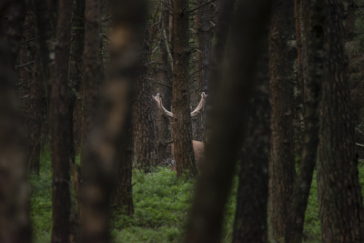 <i class='fa fa-user'></i>&nbsp;ErnovanDoorn&nbsp;|  Verstoppertje&nbsp; <i class='fa fa-eye'>&nbsp;67</i> &nbsp; <i class='fa fa-comment-o'>&nbsp;1</i>