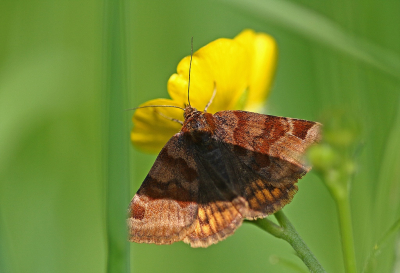 <i class='fa fa-user'></i>&nbsp;Cor&nbsp;|  Bruine Daguil&nbsp; <i class='fa fa-eye'>&nbsp;58</i> &nbsp; <i class='fa fa-comment-o'>&nbsp;3</i>