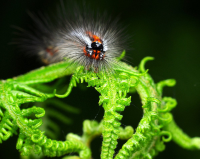 <i class='fa fa-user'></i>&nbsp;tonysettanta&nbsp;|  Donsvlinder&nbsp; <i class='fa fa-eye'>&nbsp;72</i> &nbsp;<i class='fa fa-thumbs-up'>&nbsp;1</i> &nbsp; <i class='fa fa-comment-o'>&nbsp;8</i>