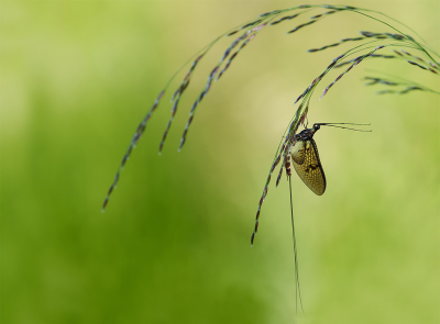 <i class='fa fa-user'></i>&nbsp;Jurgen Maassen&nbsp;|  Halfgevlekte Eendagsvlieg&nbsp; <i class='fa fa-eye'>&nbsp;74</i> &nbsp;<i class='fa fa-thumbs-up'>&nbsp;9</i> &nbsp; <i class='fa fa-comment-o'>&nbsp;8</i>