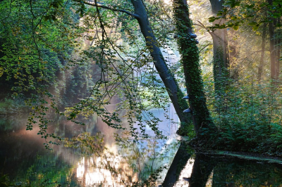  / Zonnestralen in bos en water / -