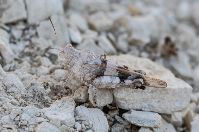 <i class='fa fa-user'></i>&nbsp;Johan van Gurp&nbsp;|  Blauwvleugelsprinkhaan&nbsp; <i class='fa fa-eye'>&nbsp;71</i> &nbsp; <i class='fa fa-comment-o'>&nbsp;3</i>