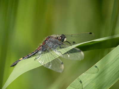 <i class='fa fa-user'></i>&nbsp;Truus Aletta Maan&nbsp;|  Gevlekte Witsnuitlibel&nbsp; <i class='fa fa-eye'>&nbsp;60</i> &nbsp;<i class='fa fa-thumbs-up'>&nbsp;1</i> &nbsp; <i class='fa fa-comment-o'>&nbsp;5</i>