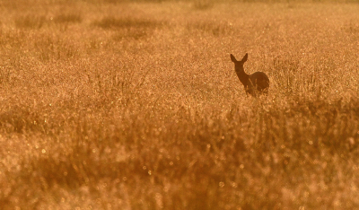 <i class='fa fa-user'></i>&nbsp;Eric Gibcus&nbsp;|  Ree&nbsp; <i class='fa fa-eye'>&nbsp;58</i> &nbsp;<i class='fa fa-thumbs-up'>&nbsp;2</i> &nbsp; <i class='fa fa-comment-o'>&nbsp;1</i>