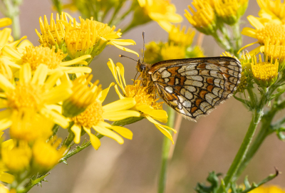 <i class='fa fa-user'></i>&nbsp;David&nbsp;|  Bosparelmoervlinder&nbsp; <i class='fa fa-eye'>&nbsp;67</i> &nbsp;<i class='fa fa-thumbs-up'>&nbsp;1</i> &nbsp; <i class='fa fa-comment-o'>&nbsp;1</i>