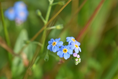 <i class='fa fa-user'></i>&nbsp;kooyammers&nbsp;|  Moerasvergeet-mij-nietje&nbsp; <i class='fa fa-eye'>&nbsp;48</i> &nbsp;<i class='fa fa-thumbs-up'>&nbsp;1</i> &nbsp; <i class='fa fa-comment-o'>&nbsp;6</i>