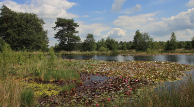 <i class='fa fa-user'></i>&nbsp;Tineke Strijbosch&nbsp;|  Vennetje&nbsp; <i class='fa fa-eye'>&nbsp;61</i> &nbsp; <i class='fa fa-comment-o'>&nbsp;8</i>