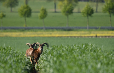 <i class='fa fa-user'></i>&nbsp;Eric Gibcus&nbsp;|  Moeflon&nbsp; <i class='fa fa-eye'>&nbsp;111</i> &nbsp; <i class='fa fa-comment-o'>&nbsp;3</i>