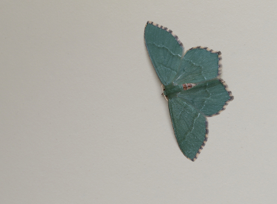 <i class='fa fa-user'></i>&nbsp;Ad Sprang&nbsp;|  Kleine Zomervlinder&nbsp; <i class='fa fa-eye'>&nbsp;76</i> &nbsp;<i class='fa fa-thumbs-up'>&nbsp;8</i> &nbsp; <i class='fa fa-comment-o'>&nbsp;8</i>