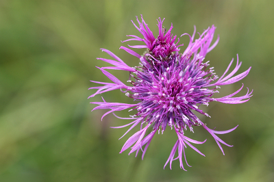 <i class='fa fa-user'></i>&nbsp;Paul Vandebroek&nbsp;|  Grote Centaurie&nbsp; <i class='fa fa-eye'>&nbsp;53</i> &nbsp;<i class='fa fa-thumbs-up'>&nbsp;2</i> &nbsp; <i class='fa fa-comment-o'>&nbsp;3</i>