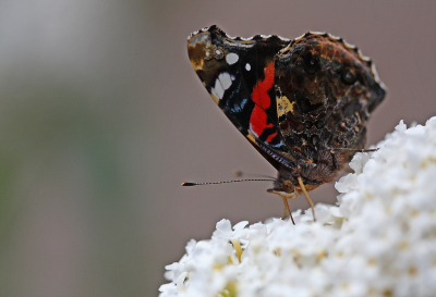 <i class='fa fa-user'></i>&nbsp;Cor&nbsp;|  Atalanta&nbsp; <i class='fa fa-eye'>&nbsp;50</i> &nbsp;<i class='fa fa-thumbs-up'>&nbsp;1</i> &nbsp; <i class='fa fa-comment-o'>&nbsp;4</i>