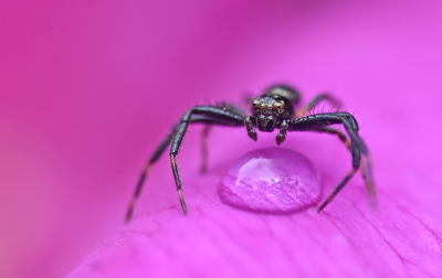 <i class='fa fa-user'></i>&nbsp;liesbeth van vliet&nbsp;|  Suikerspin&nbsp; <i class='fa fa-eye'>&nbsp;88</i> &nbsp; <i class='fa fa-comment-o'>&nbsp;5</i>