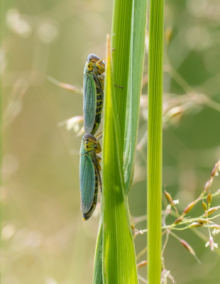 <i class='fa fa-user'></i>&nbsp;Tim Oord&nbsp;|  Groene Rietcicade&nbsp; <i class='fa fa-eye'>&nbsp;63</i> &nbsp; <i class='fa fa-comment-o'>&nbsp;2</i>