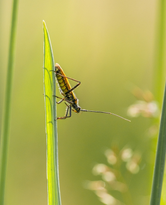 <i class='fa fa-user'></i>&nbsp;Tim Oord&nbsp;|  Grote Bonte Graswants&nbsp; <i class='fa fa-eye'>&nbsp;49</i> &nbsp; <i class='fa fa-comment-o'>&nbsp;0</i>