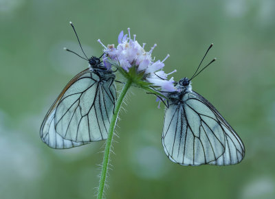 <i class='fa fa-user'></i>&nbsp;Jurgen Maassen&nbsp;|  Groot Geaderd Witje&nbsp; <i class='fa fa-eye'>&nbsp;100</i> &nbsp;<i class='fa fa-thumbs-up'>&nbsp;13</i> &nbsp; <i class='fa fa-comment-o'>&nbsp;8</i>