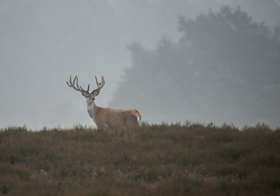 <i class='fa fa-user'></i>&nbsp;ErnovanDoorn&nbsp;|  Edelhert&nbsp; <i class='fa fa-eye'>&nbsp;102</i> &nbsp; <i class='fa fa-comment-o'>&nbsp;3</i>