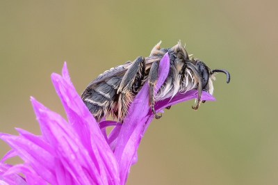 <i class='fa fa-user'></i>&nbsp;Johan van Gurp&nbsp;|  Pluimvoetbij&nbsp; <i class='fa fa-eye'>&nbsp;58</i> &nbsp;<i class='fa fa-thumbs-up'>&nbsp;1</i> &nbsp; <i class='fa fa-comment-o'>&nbsp;3</i>