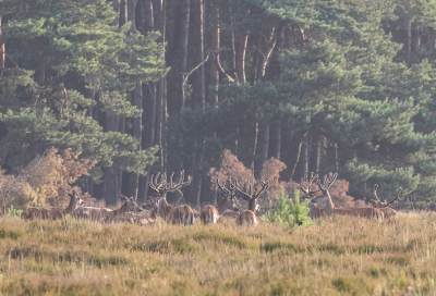 <i class='fa fa-user'></i>&nbsp;David&nbsp;|  Edelhert&nbsp; <i class='fa fa-eye'>&nbsp;115</i> &nbsp;<i class='fa fa-thumbs-up'>&nbsp;1</i> &nbsp; <i class='fa fa-comment-o'>&nbsp;2</i>