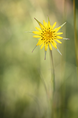 <i class='fa fa-user'></i>&nbsp;Pieter  LJ&nbsp;|  Gele Morgenster&nbsp; <i class='fa fa-eye'>&nbsp;74</i> &nbsp;<i class='fa fa-thumbs-up'>&nbsp;5</i> &nbsp; <i class='fa fa-comment-o'>&nbsp;2</i>