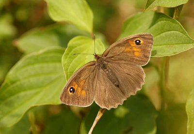 <i class='fa fa-user'></i>&nbsp;Jelle Bakker&nbsp;|  Bruin Zandoogje&nbsp; <i class='fa fa-eye'>&nbsp;48</i> &nbsp;<i class='fa fa-thumbs-up'>&nbsp;1</i> &nbsp; <i class='fa fa-comment-o'>&nbsp;0</i>