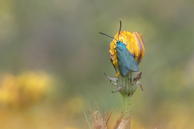 <i class='fa fa-user'></i>&nbsp;Johan van Gurp&nbsp;|  Metaalvlinder&nbsp; <i class='fa fa-eye'>&nbsp;72</i> &nbsp;<i class='fa fa-thumbs-up'>&nbsp;1</i> &nbsp; <i class='fa fa-comment-o'>&nbsp;0</i>