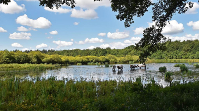 <i class='fa fa-user'></i>&nbsp;kooyammers&nbsp;|  Fochtelo�rveen&nbsp; <i class='fa fa-eye'>&nbsp;93</i> &nbsp;<i class='fa fa-thumbs-up'>&nbsp;3</i> &nbsp; <i class='fa fa-comment-o'>&nbsp;7</i>