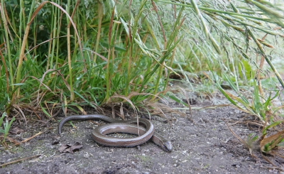 <i class='fa fa-user'></i>&nbsp;nelappelmelk&nbsp;|  Hazelworm&nbsp; <i class='fa fa-eye'>&nbsp;120</i> &nbsp; <i class='fa fa-comment-o'>&nbsp;4</i>