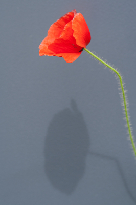 <i class='fa fa-user'></i>&nbsp;susan meijnders&nbsp;|  Grote Klaproos&nbsp; <i class='fa fa-eye'>&nbsp;75</i> &nbsp;<i class='fa fa-thumbs-up'>&nbsp;1</i> &nbsp; <i class='fa fa-comment-o'>&nbsp;3</i>