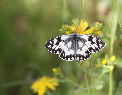 <i class='fa fa-user'></i>&nbsp;Paul Vandebroek&nbsp;|  Dambordje&nbsp; <i class='fa fa-eye'>&nbsp;91</i> &nbsp;<i class='fa fa-thumbs-up'>&nbsp;10</i> &nbsp; <i class='fa fa-comment-o'>&nbsp;7</i>