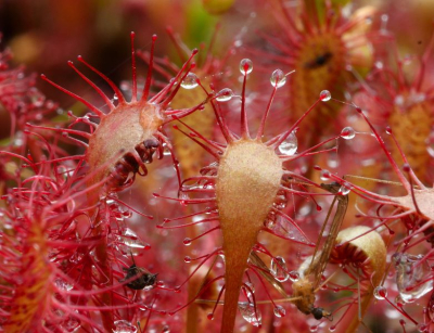 <i class='fa fa-user'></i>&nbsp;mauritskoenen48&nbsp;|  Kleine Zonnedauw&nbsp; <i class='fa fa-eye'>&nbsp;68</i> &nbsp; <i class='fa fa-comment-o'>&nbsp;4</i>