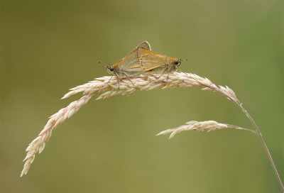 <i class='fa fa-user'></i>&nbsp;Jurgen Maassen&nbsp;|  Geelsprietdikkopje&nbsp; <i class='fa fa-eye'>&nbsp;69</i> &nbsp;<i class='fa fa-thumbs-up'>&nbsp;2</i> &nbsp; <i class='fa fa-comment-o'>&nbsp;2</i>