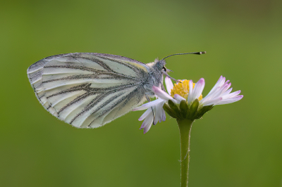 <i class='fa fa-user'></i>&nbsp;Luc Meert&nbsp;|  Klein Geaderd Witje&nbsp; <i class='fa fa-eye'>&nbsp;62</i> &nbsp;<i class='fa fa-thumbs-up'>&nbsp;5</i> &nbsp; <i class='fa fa-comment-o'>&nbsp;3</i>