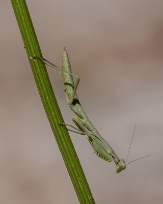 <i class='fa fa-user'></i>&nbsp;Johan van Gurp&nbsp;|  Europese Bidsprinkhaan&nbsp; <i class='fa fa-eye'>&nbsp;63</i> &nbsp;<i class='fa fa-thumbs-up'>&nbsp;3</i> &nbsp; <i class='fa fa-comment-o'>&nbsp;2</i>