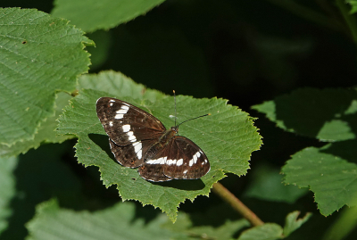 <i class='fa fa-user'></i>&nbsp;nelappelmelk&nbsp;|  Kleine IJsvogelvlinder&nbsp; <i class='fa fa-eye'>&nbsp;88</i> &nbsp;<i class='fa fa-thumbs-up'>&nbsp;3</i> &nbsp; <i class='fa fa-comment-o'>&nbsp;4</i>