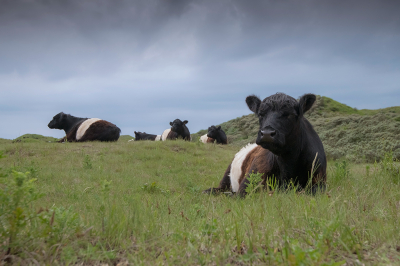 <i class='fa fa-user'></i>&nbsp;Willem Verhagen&nbsp;|  Galloway&nbsp; <i class='fa fa-eye'>&nbsp;87</i> &nbsp; <i class='fa fa-comment-o'>&nbsp;1</i>