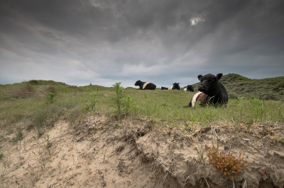 <i class='fa fa-user'></i>&nbsp;Willem Verhagen&nbsp;|  Galloway&nbsp; <i class='fa fa-eye'>&nbsp;82</i> &nbsp; <i class='fa fa-comment-o'>&nbsp;1</i>