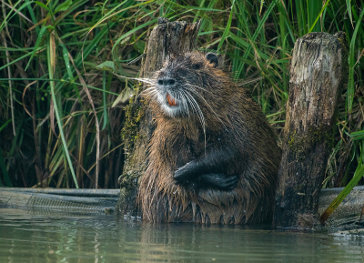 <i class='fa fa-user'></i>&nbsp;Eef Kieft&nbsp;|  Beverrat&nbsp; <i class='fa fa-eye'>&nbsp;101</i> &nbsp; <i class='fa fa-comment-o'>&nbsp;6</i>