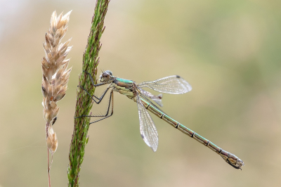 <i class='fa fa-user'></i>&nbsp;Johan van Gurp&nbsp;|  Tangpantserjuffer&nbsp; <i class='fa fa-eye'>&nbsp;56</i> &nbsp;<i class='fa fa-thumbs-up'>&nbsp;2</i> &nbsp; <i class='fa fa-comment-o'>&nbsp;2</i>