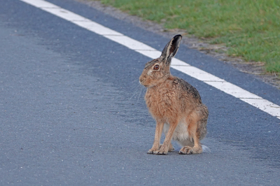 <i class='fa fa-user'></i>&nbsp;nelappelmelk&nbsp;|  Haas&nbsp; <i class='fa fa-eye'>&nbsp;80</i> &nbsp;<i class='fa fa-thumbs-up'>&nbsp;2</i> &nbsp; <i class='fa fa-comment-o'>&nbsp;4</i>