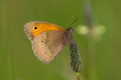 <i class='fa fa-user'></i>&nbsp;Willem Verhagen&nbsp;|  Bruin Zandoogje&nbsp; <i class='fa fa-eye'>&nbsp;49</i> &nbsp;<i class='fa fa-thumbs-up'>&nbsp;1</i> &nbsp; <i class='fa fa-comment-o'>&nbsp;4</i>