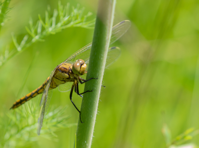 <i class='fa fa-user'></i>&nbsp;Marie-Jos� Boon&nbsp;|  Gewone Oeverlibel&nbsp; <i class='fa fa-eye'>&nbsp;61</i> &nbsp; <i class='fa fa-comment-o'>&nbsp;1</i>