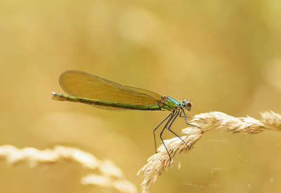 <i class='fa fa-user'></i>&nbsp;Jelle Bakker&nbsp;|  Weidebeekjuffer&nbsp; <i class='fa fa-eye'>&nbsp;64</i> &nbsp;<i class='fa fa-thumbs-up'>&nbsp;3</i> &nbsp; <i class='fa fa-comment-o'>&nbsp;5</i>