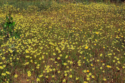 <i class='fa fa-user'></i>&nbsp;A. Soeting&nbsp;|  Gevlekt Zonneroosje&nbsp; <i class='fa fa-eye'>&nbsp;69</i> &nbsp; <i class='fa fa-comment-o'>&nbsp;6</i>