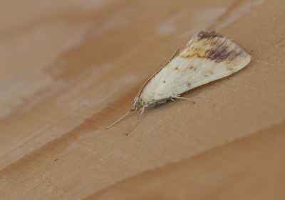 <i class='fa fa-user'></i>&nbsp;Ad Sprang&nbsp;|  Aangebrande Valkmot&nbsp; <i class='fa fa-eye'>&nbsp;52</i> &nbsp;<i class='fa fa-thumbs-up'>&nbsp;2</i> &nbsp; <i class='fa fa-comment-o'>&nbsp;6</i>